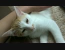 猫が腕に抱きついてきたの巻