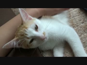 猫が腕に抱きついてきたの巻