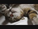 パパに撫でられて至福な猫様。ミーちゃんも仰向けです。