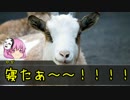 【クトゥルフ神話TRPG】ヤギと男女と7775　part2