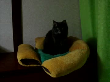 猫さん：日常４