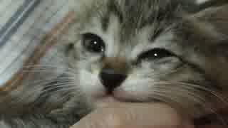 保護猫の爪きり。いやにゃーと泣き叫ぶ。