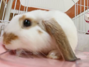 ぺろぺろうさぎ
