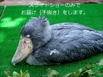 ハシビロコウさんもお眠なので・・・