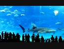 水族館でマグロが水槽に突撃して悲惨な結果に