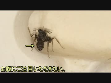 蟻戦争＃114 クロヤマ密着の1日～働きアリの裏側～編