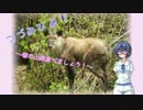つづみびより ～春の山菜食べましょう！～