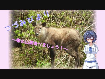 つづみびより ～春の山菜食べましょう！～