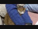 腕枕で寝る贅沢猫。ママにべったりです。