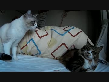 シロとココの動画に台詞を入れてみた