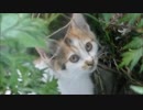 小猫を怯えさせてしまった