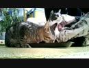 猫の生配信(=‘ｘ‘=)
