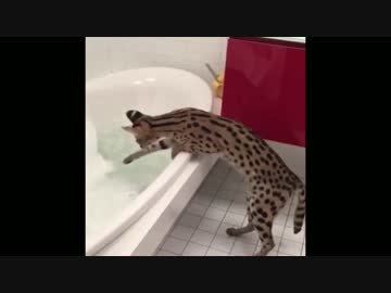 野生封印したサーバルちゃん