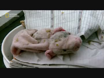 ポリエチレン・テレフタラート