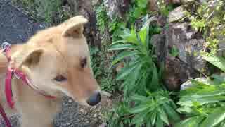 いしがきのなかにいる