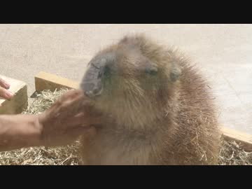 カピバラが撫でられるだけ