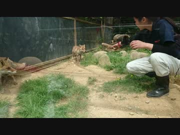 飼育員のおねえさんと遊ぶキツネたち