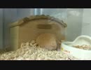 ご飯や床材を小屋へ運ぶところを見られたリクオくん。