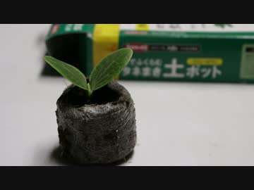 ひよっこ オタク農家　苗作りの省力化