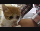 子猫がうんちを踏んだので足を洗ってみた。