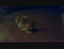 サーバルちゃんがボールで遊んでるだけ