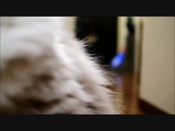 もふもふごろごろ