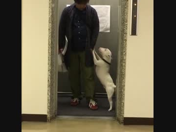 飼い主の帰還に3倍アイスクリームして踊り狂うパリピ犬