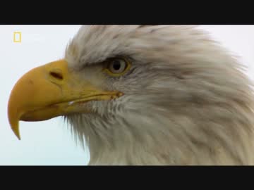 カナダのフレンズ「鮭で生きる大地」