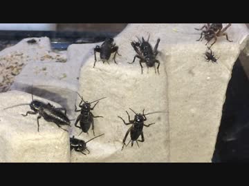 蟻戦争＃115 アリの餌として200匹のコオロギを飼ってみた！編