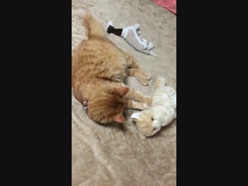 しゅんたんの狩り