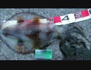 【釣り】アオリイカ１．８１０ｇ（アジ泳がせウキ釣り）✿´◕‿◕｀✿