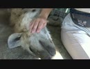 ハイエナのモフり方