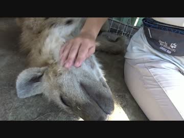 ハイエナのモフり方