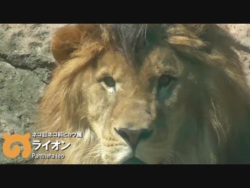 ぽんこつフレンズ 1話「ちゅーぶちほー」【東山動植物園】