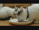 鳥のささみをうまにゃー言いながら食べる猫