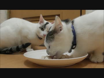 鳥のささみをうまにゃー言いながら食べる猫