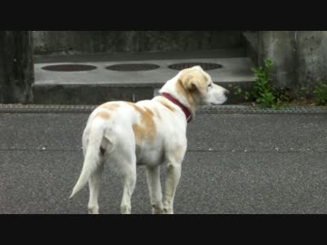 【ゆっくり】40のおっさんがグダグダツーリング　part1