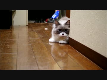 絶対にズサーはしないのにゃ