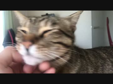 【理想郷】朝起きたら猫に踏まれていた。