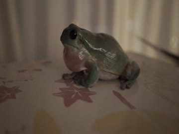 カエルを鳴かせる男