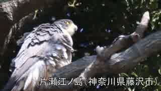 野鳥観察2017年