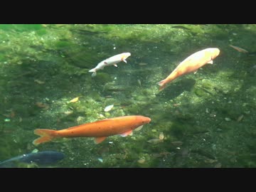 1000年以上の歴史がある磯山弁財天・底まで透き通る出流原弁天池