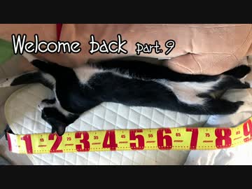 ジルと俺の釣り物語 part.9#おすすめルアー編 コモモ爆釣