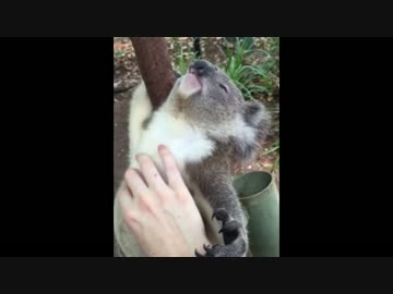 コアラのモフり方