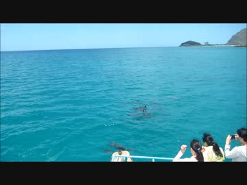 ハワイ・オアフ島　ハシナガイルカのスピンジャンプ