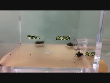 蟻戦争＃116 トゲオオハリアリVSコオロギ3人衆！編
