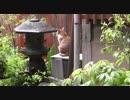 雨上がりの自宅警備員猫。あんよ濡れるから帰るにゃー。