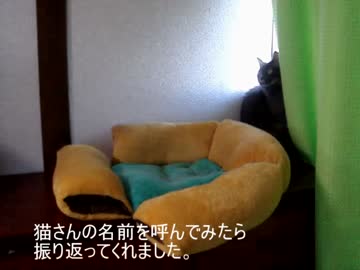 猫さん：日常６(毎朝の日課)