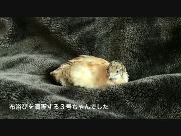 【うずら動画】ヒメウズラの布浴び【パート１０】
