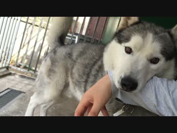 シベリアンハスキー　戯れる